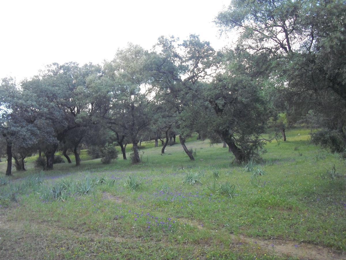 מלון Almodóvar del Río Camping La Brena מראה חיצוני תמונה